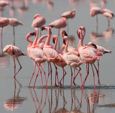 Fototapeta The courtship dance flamingo. Kenya. Africa. Nakuru National Park. Lake Bogoria National Reserve. An excellent illustration.