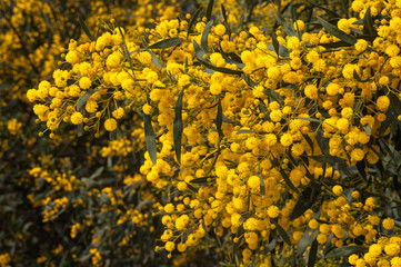 blooming mimosa tree and blue sky