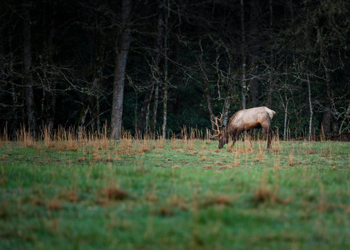 Bull Elk Eating Grass in Early Spring © kellyvandellen