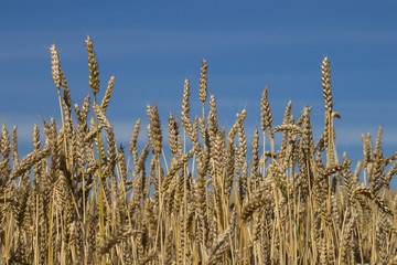 Wheat field at sunny day