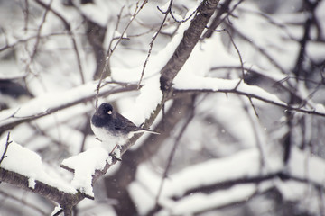 Cardinal in the snow