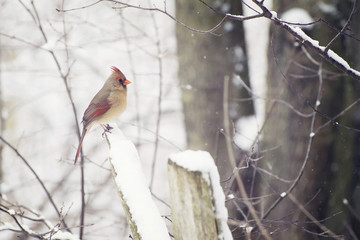 Cardinal in the snow