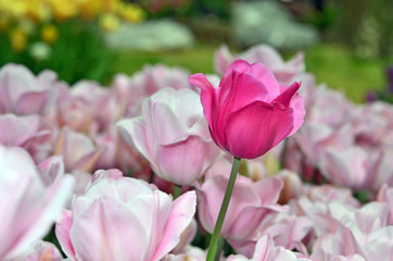 Tulip at garden
