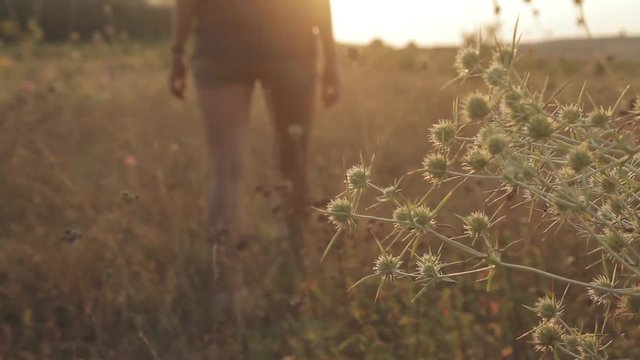 Handheld Close up shot of the Spike and Yellow Dried Grass in the Foreground and Teenage Girl Walking along the Heath during Sunset. Rack focus.