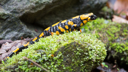 Feuersalamander auf einem Stein
