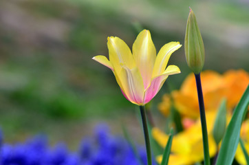 Tulip at garden