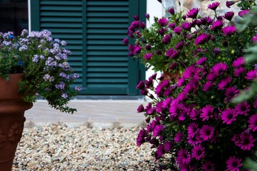 margherite viola sulla porta di casa