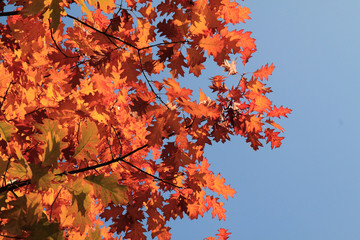 Naklejka na ściany i meble autumn leaves and blue sky