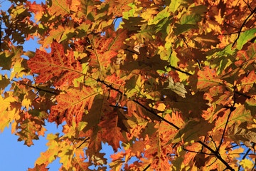 autumn leaves background