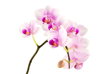 Fototapeta na wymiar Orchidee vor weißen Hintergrund