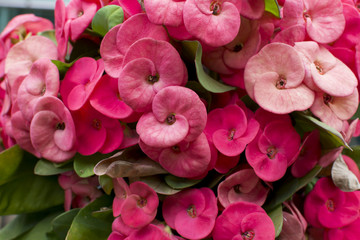 natural background beautiful red crown of thorns