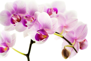 Orchidee vor weißen Hintergrund