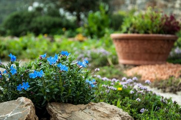 fiori azzurri in giardino