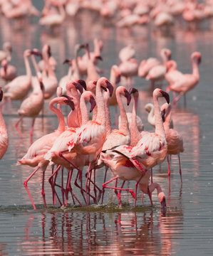 Fototapeta The courtship dance flamingo. Kenya. Africa. Nakuru National Park. Lake Bogoria National Reserve. An excellent illustration.