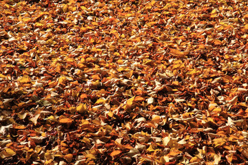 autumn leaves background