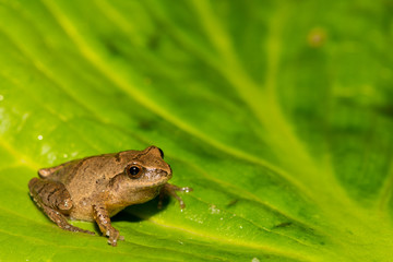 Northern Spring Peeper