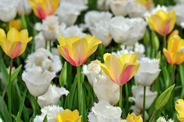 Naklejka na ściany i meble Tulips at garden