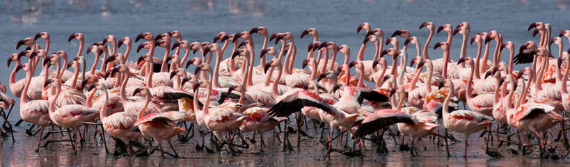 Obraz premium Big group flamingos on the lake. Kenya. Africa. Nakuru National Park. Lake Bogoria National Reserve. An excellent illustration.
