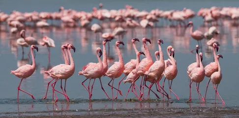 Papier Peint photo Lavable Flamant Flamingos on the lake. Kenya. Africa. Nakuru National Park. Lake Bogoria National Reserve. An excellent illustration.