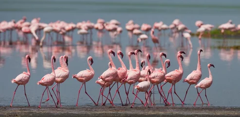 Fotobehang Flamingo De vrijagedans flamingo. Kenia. Afrika. Nakuru Nationaal Park. Nationaal reservaat Lake Bogoria. Een uitstekende illustratie.