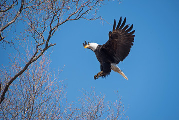 Bald Eagle Landing