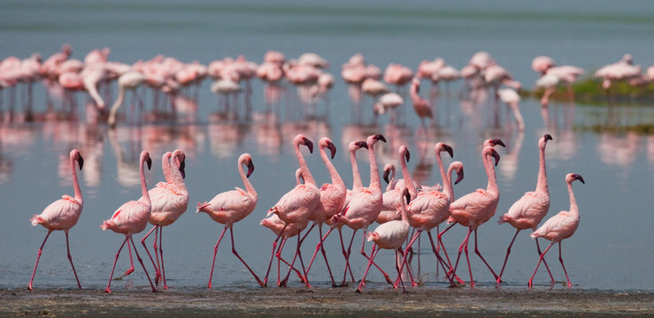 Fototapeta The courtship dance flamingo. Kenya. Africa. Nakuru National Park. Lake Bogoria National Reserve. An excellent illustration.