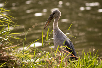 Asian Openbill.