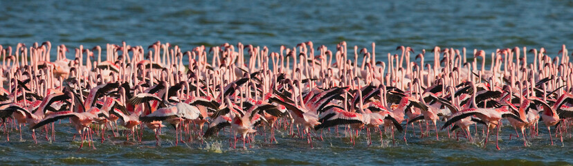 Obraz premium Big group flamingos on the lake. Kenya. Africa. Nakuru National Park. Lake Bogoria National Reserve. An excellent illustration.