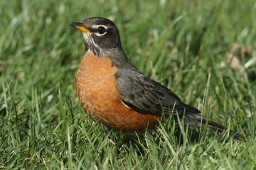 Male American Robin (Turdus migratorius)