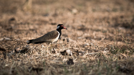 Red-wattled Lapwing