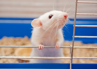 Funny curious white rat looking out of a cage (shallow DOF, selective focus on the rat nose and...