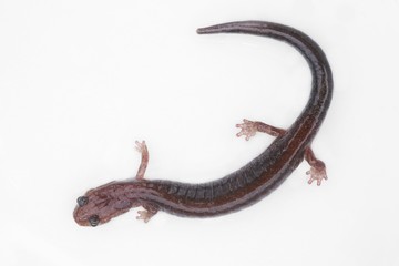 Obraz premium Red-backed Salamander (Plethodon cinereus)