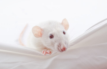 Funny big-eared white rat peeping over the edge (selective focus on the nose and whiskers)