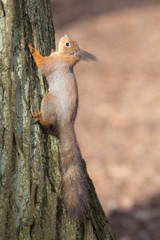 squirrel on bark