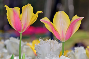 Tulips at garden