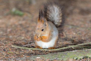 squirrel on the ground closeup
