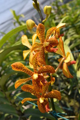 beautiful yellow spot mokara hybrid orchid flower in nursery