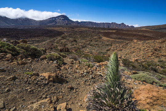 Teide National Park, Tenerife, Canary Islands