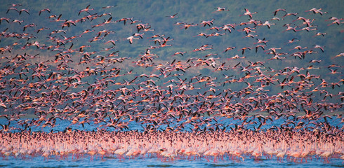 Huge flock of flamingos taking off. Kenya. Africa. Nakuru National Park. Lake Bogoria National Reserve. An excellent illustration.