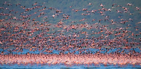 Photo sur Plexiglas Flamant Huge flock of flamingos taking off. Kenya. Africa. Nakuru National Park. Lake Bogoria National Reserve. An excellent illustration.