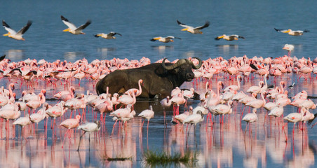 Buffle allongé dans l& 39 eau sur fond de grands troupeaux de flamants roses. Kenya. Afrique. Parc national de Nakuru. Réserve nationale du lac Bogoria. Une excellente illustration.