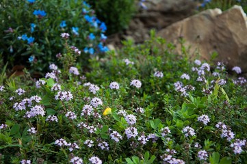 prato con pianta aromatica fiorita