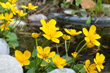 Obraz premium Dotterblume