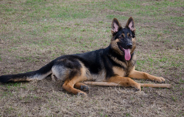 Beautiful German shepherd lying on the ground and guarding a stick