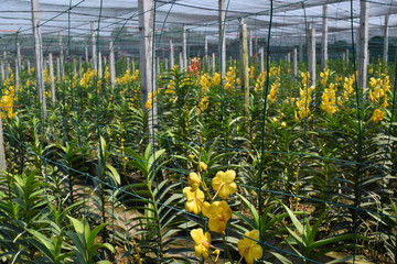 beautiful yellow mokara hybrid orchid flower in nursery