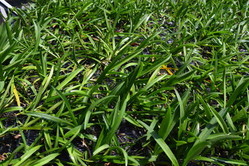 nursery plantlet orchid in Vietnam