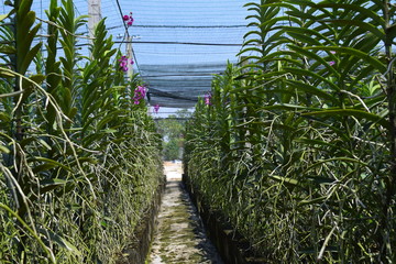 mokara hybrid orchid plants in nursery