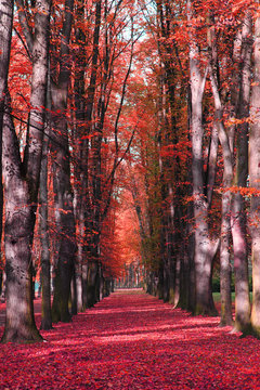Fototapeta autumn park