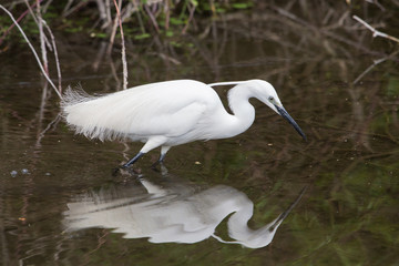 Little egret (Egretta garzetta), Italy