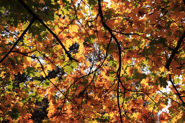 autumn leaves background